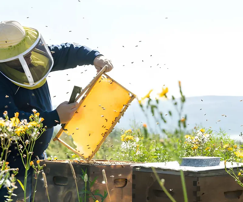 Kenapa Madu Murni Lebih Baik